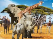 Le Safari de Peaugres